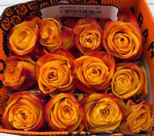 Rosa grootbloemig Silantoi