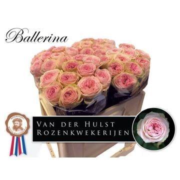 Rosa grootbloemig Ballerina Summerhouse