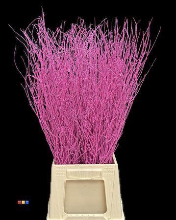 Betula per bos kleurbehandeld