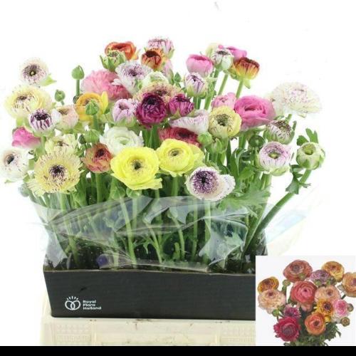 Ranunculus asiaticus Elegance Pastel Stripes gemengd in bos