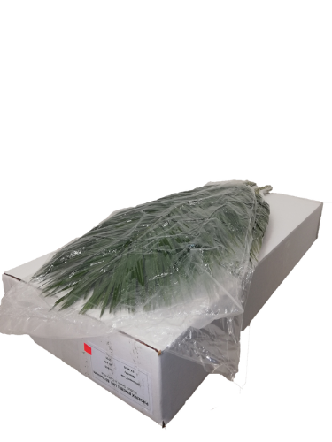 Phoenix roebelenii per bos