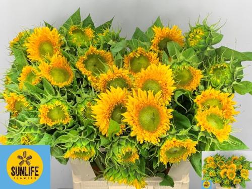 Helianthus annuus Solano Double