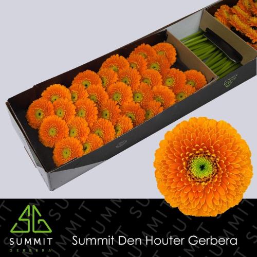 Gerbera mini bolvormig Bolero RajaRaja