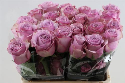 Rosa grootbloemig 'Sch73733'