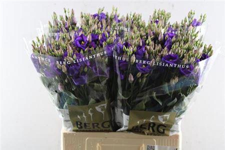 Eustoma russellianum enkelbloemig 'Piccolo Violet'