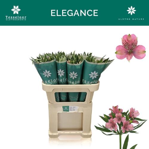 Alstroemeria Elegance
