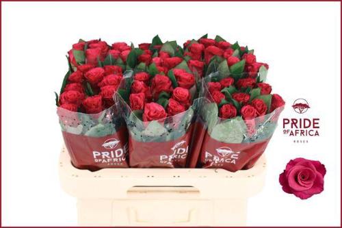 Rosa grootbloemig Tacazzi+