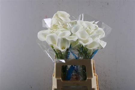 Zantedeschia White Art