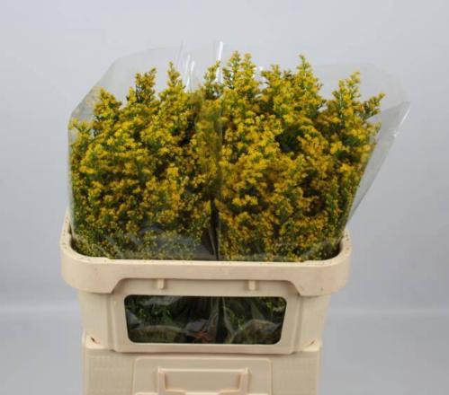 Solidago Sunny Glory