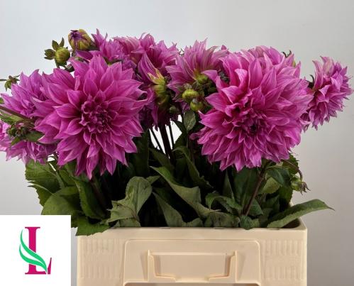 Dahlia (Decorative Grp) 'Café au Lait Rosé'