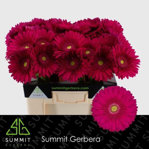 Gerbera grootbloemig 'Riley'