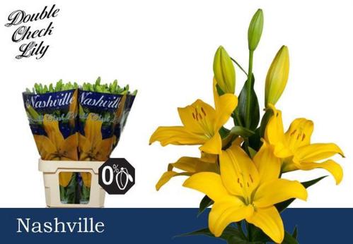 Lilium Longiflorum x Aziatische Grp 'Nashville'