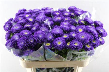 Callistephus chinensis 'Azumi XL Blue'