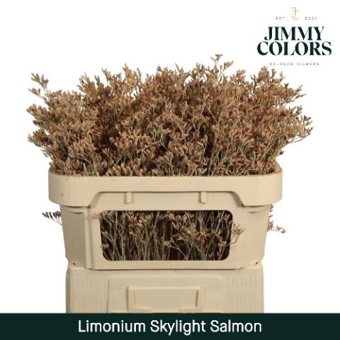 Limonium overig kleurbehandeld H%