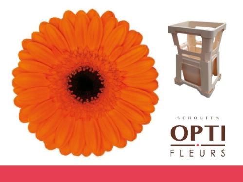 Gerbera mini 'Caramba'