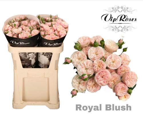 Rosa tros Royal Blush