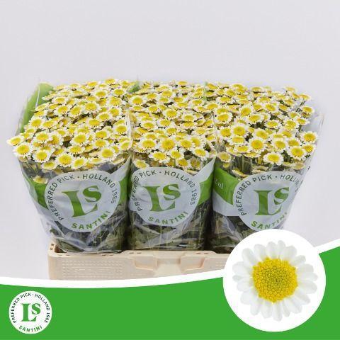 Chrysanthemum Indicum Grp tros santini 'Sun Up'