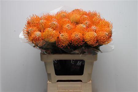 Leucospermum Ayoba Sun