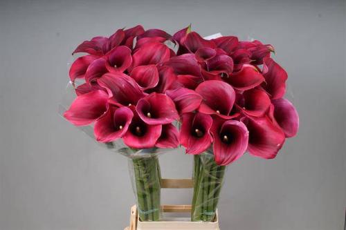 Zantedeschia 'Captain Promise'