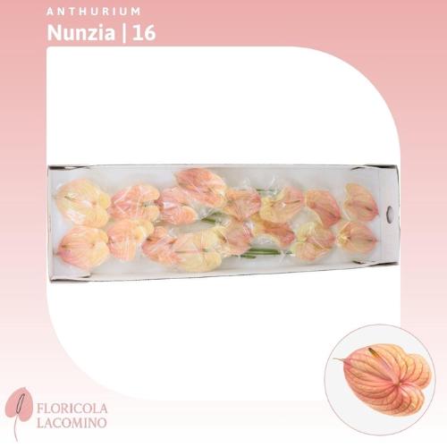 Anthurium Andreanum Grp Nunzia