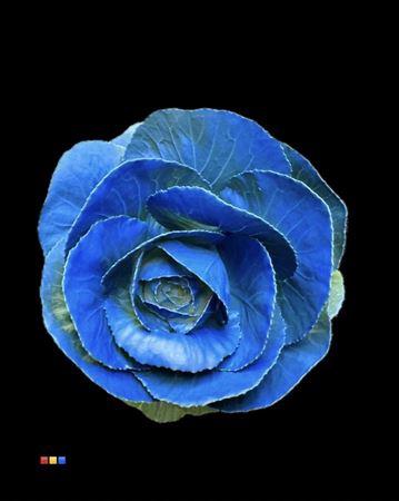 Brassica oleracea kleurbehandeld H%