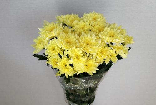 Chrysanthemum Indicum Grp tros Baltica Cream