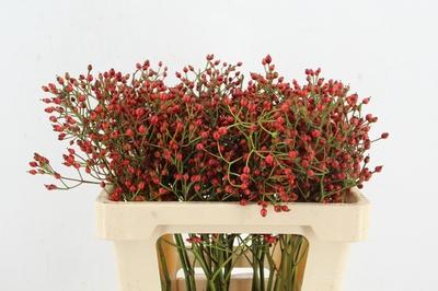 Rosa Magical Red Cascade