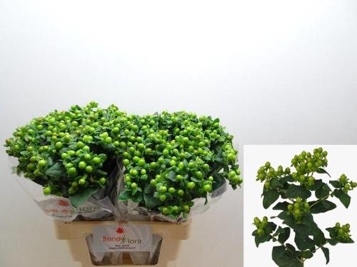 Hypericum inodorum Magical Green Power