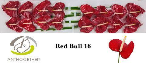 Anthurium (Andreanum Grp) Red Bull