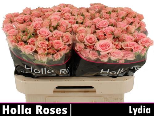 Rosa tros Lydia