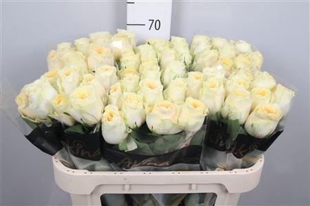 Rosa grootbloemig Buttercup