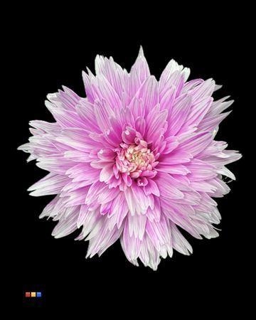 Chrysanthemum geplozen kas kleurbehandeld H%