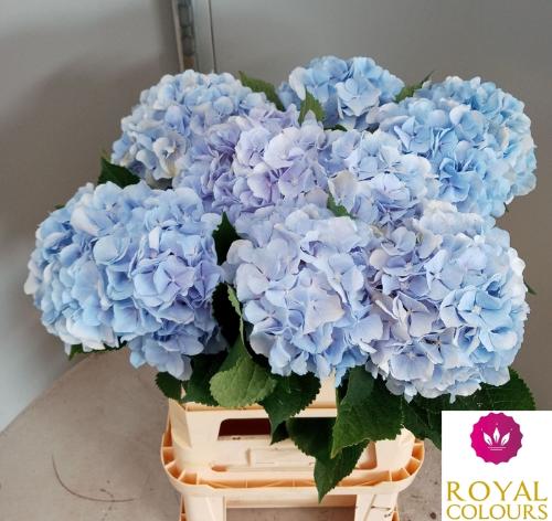 Hydrangea macrophylla 'Verena' (blauw)