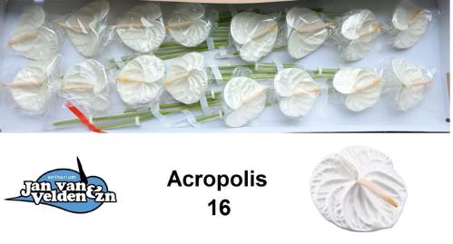 Anthurium Andreanum Grp 'Acropolis'