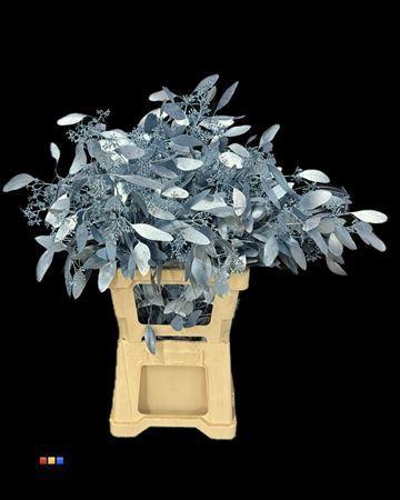 Eucalyptus cinerea kleurbehandeld per bos H%