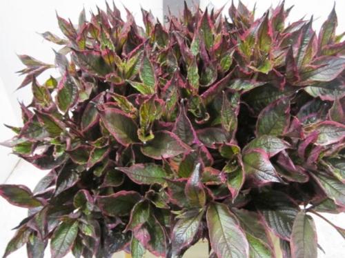 Decoratiegroen kleurbehandeld H%