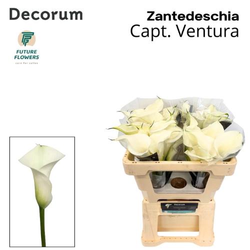 Zantedeschia 'Captain Ventura'