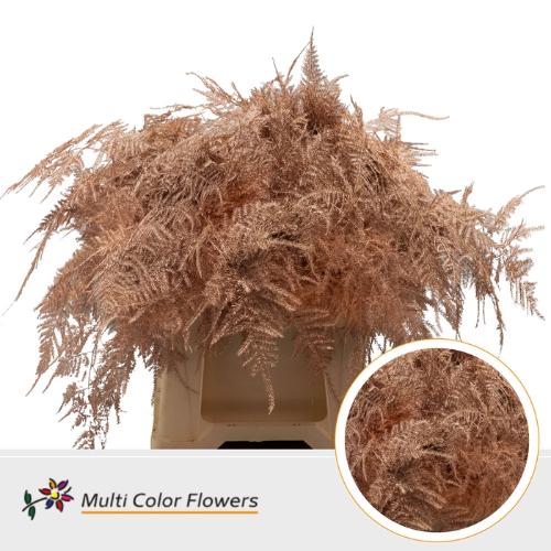 Asparagus overig kleurbehandeld H%