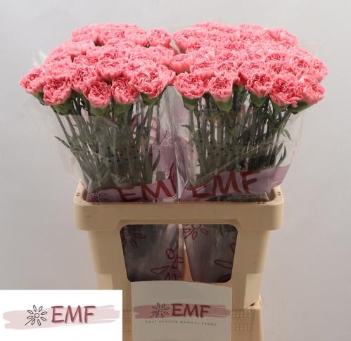 Dianthus standaard True Love