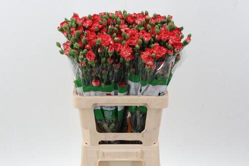 Dianthus tros overig