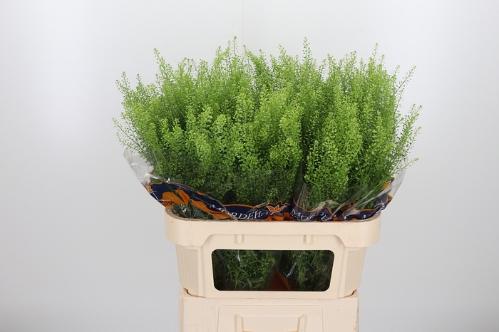 Thlaspi Green Bell