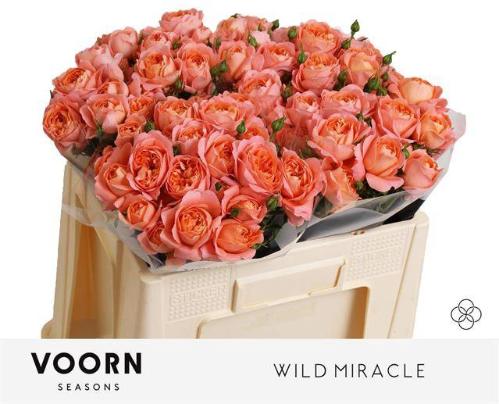 Rosa tros Wild Miracle