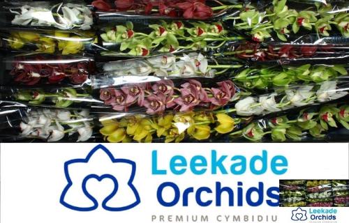 Cymbidium mini per tak gemengd