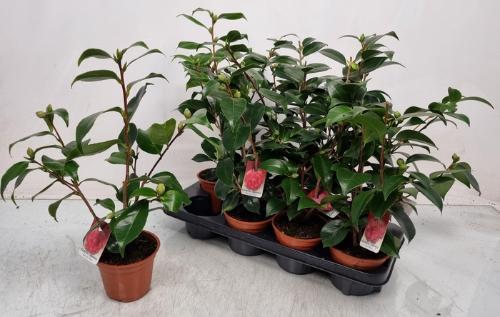 Gerbera grootbloemig 'Dallas'