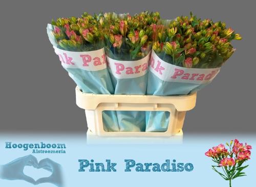 Alstroemeria florinca Pink Paradiso