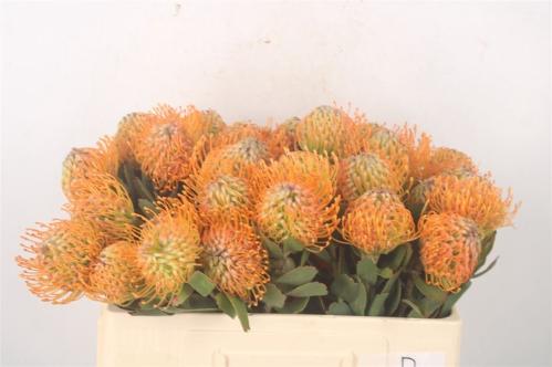 Leucospermum 'Soleil'