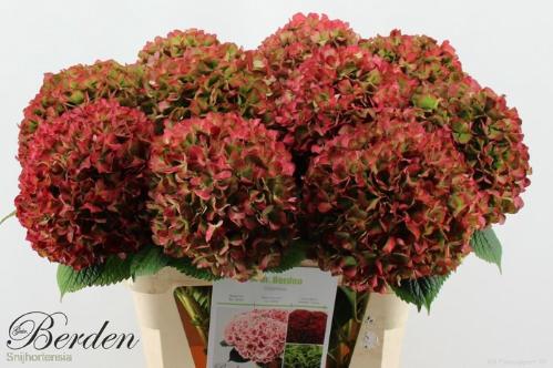 Hydrangea macrophylla Glowing Alps (classic)