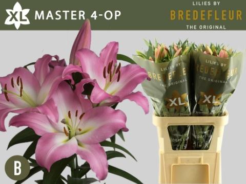 Lilium Oriental x Trumpet Grp Master
