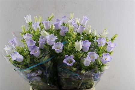 Campanula medium 'Champion Lavender'