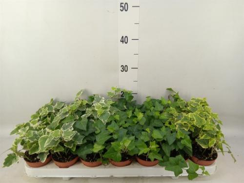 Hedera helix gemengd